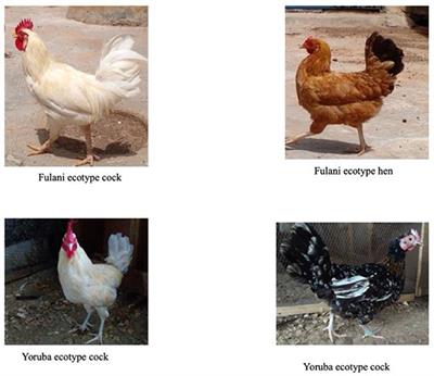 research study about native chicken